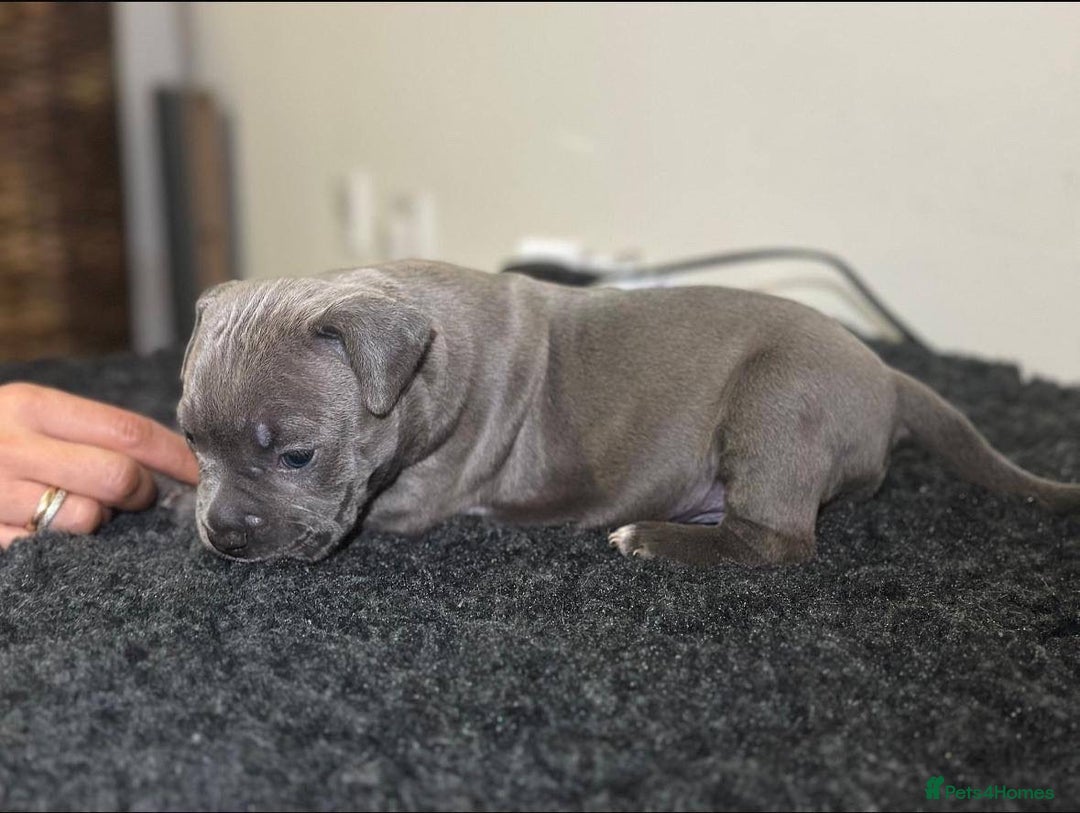 Mixed Breed dogs for sale: Olde Tyme Bulldog x American Staffordshire Pups - Image 8