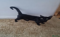 Mixed Breed cats for sale: Female friendly cat looking for new home - Image 2