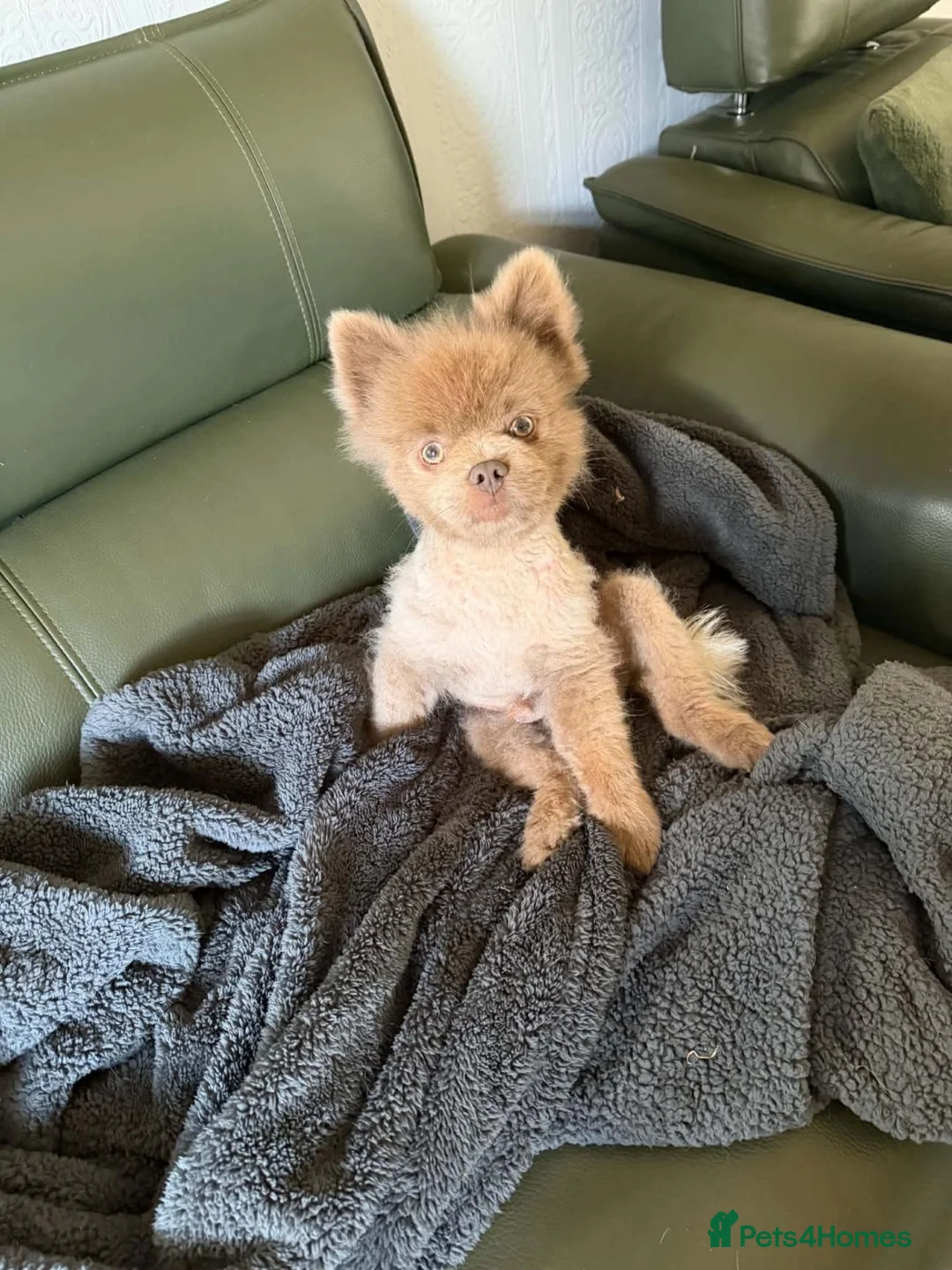 Pomapoo dogs for sale: Stunning Pomapoo Puppies  in Northampton - Advert 11