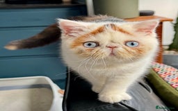 Persian cats for stud: GCCF Active Persian GingerRed cream Garfield stud  in Gerrards Cross - Image 10