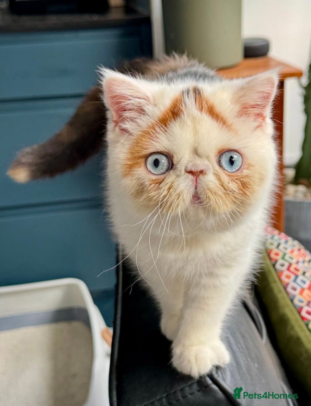 Persian cats for stud: GCCF Active Persian GingerRed cream Garfield stud  in Gerrards Cross - Image 10