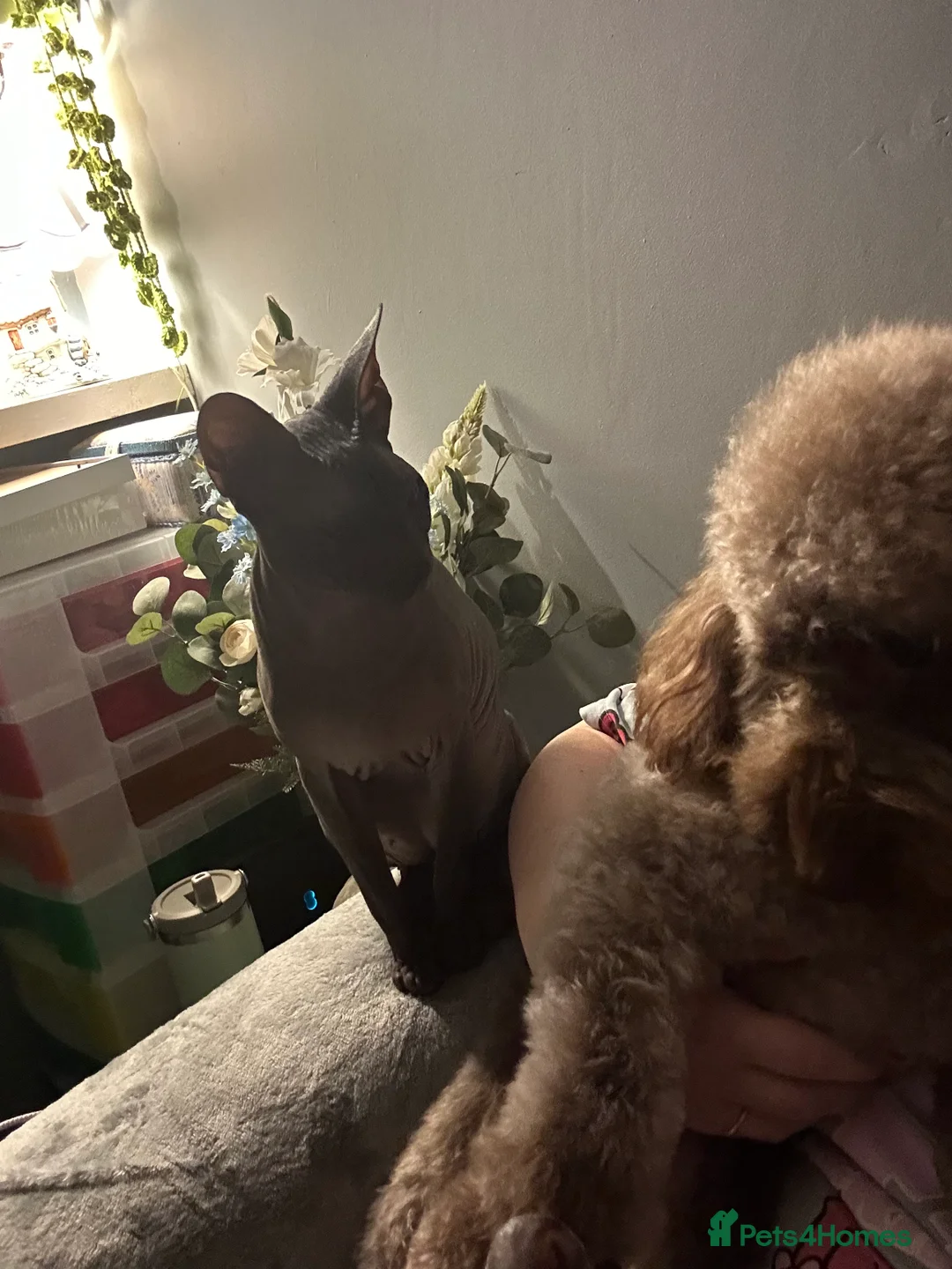 Sphynx cats for sale: 4 year old male sphynx  - Advert 7