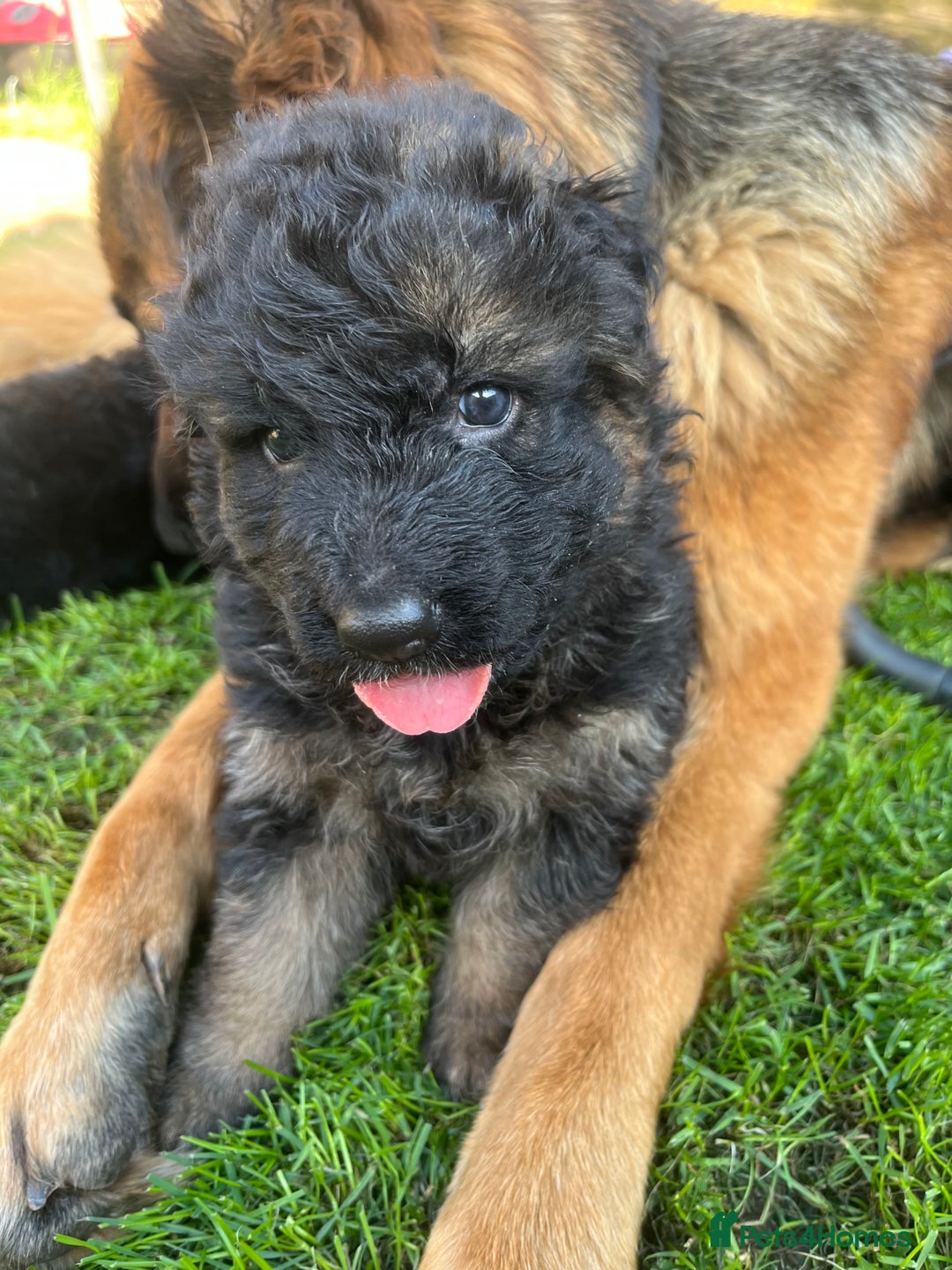German Shepherd dogs for sale: Top Quality GSD puppies available  - Image 2
