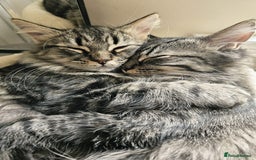 Mixed Breed cats for sale: Persian Cross British Short Hair, Two Boys - Image 1