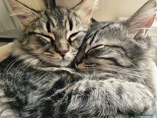 Mixed Breed cats - Advert 5