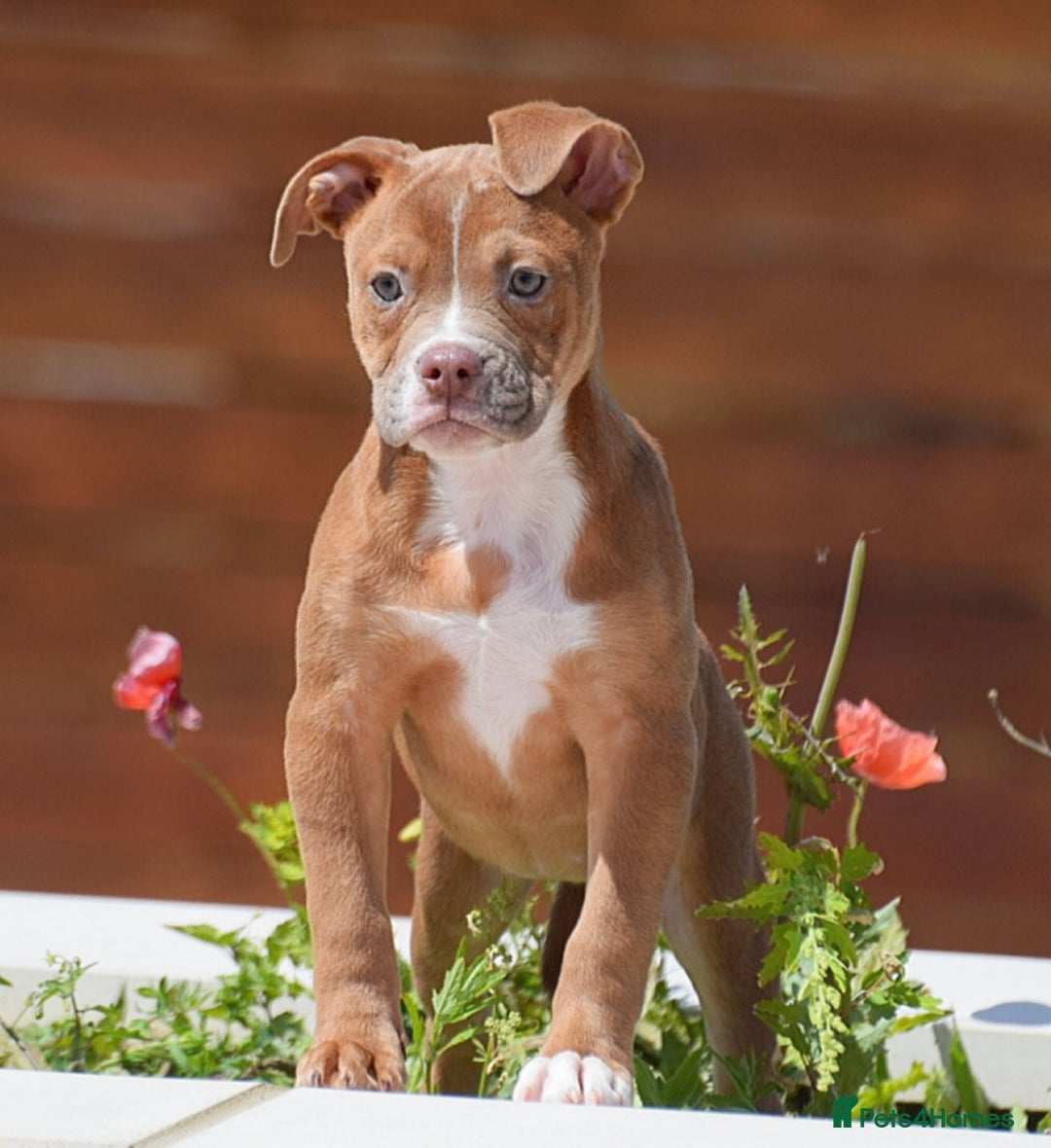Olde English Bulldogge dogs for sale: 🛑23 YEARS🛑5⭐️APPROVED⭐️LICENSED  - Image 1