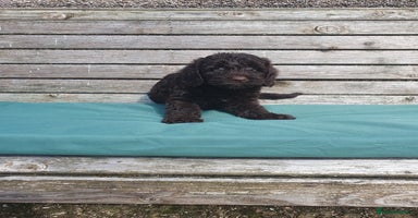 Mixed Breed dogs - Advert 6
