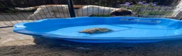 Tortoise reptiles for sale: 12 year old female horsefield  in Barnsley - Advert 4