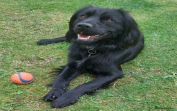 Cocker Spaniel dogs for adoption: Child friendly Milo wants a new forever home - Image 1
