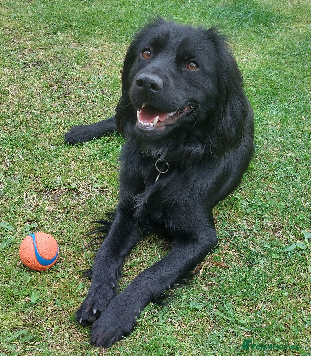 Cocker Spaniel dogs for adoption: Child friendly Milo wants a new forever home - Image 1