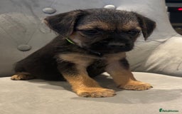 Border Terrier dogs for sale: Stunning KC Registered Border Terrier Pups - Image 4