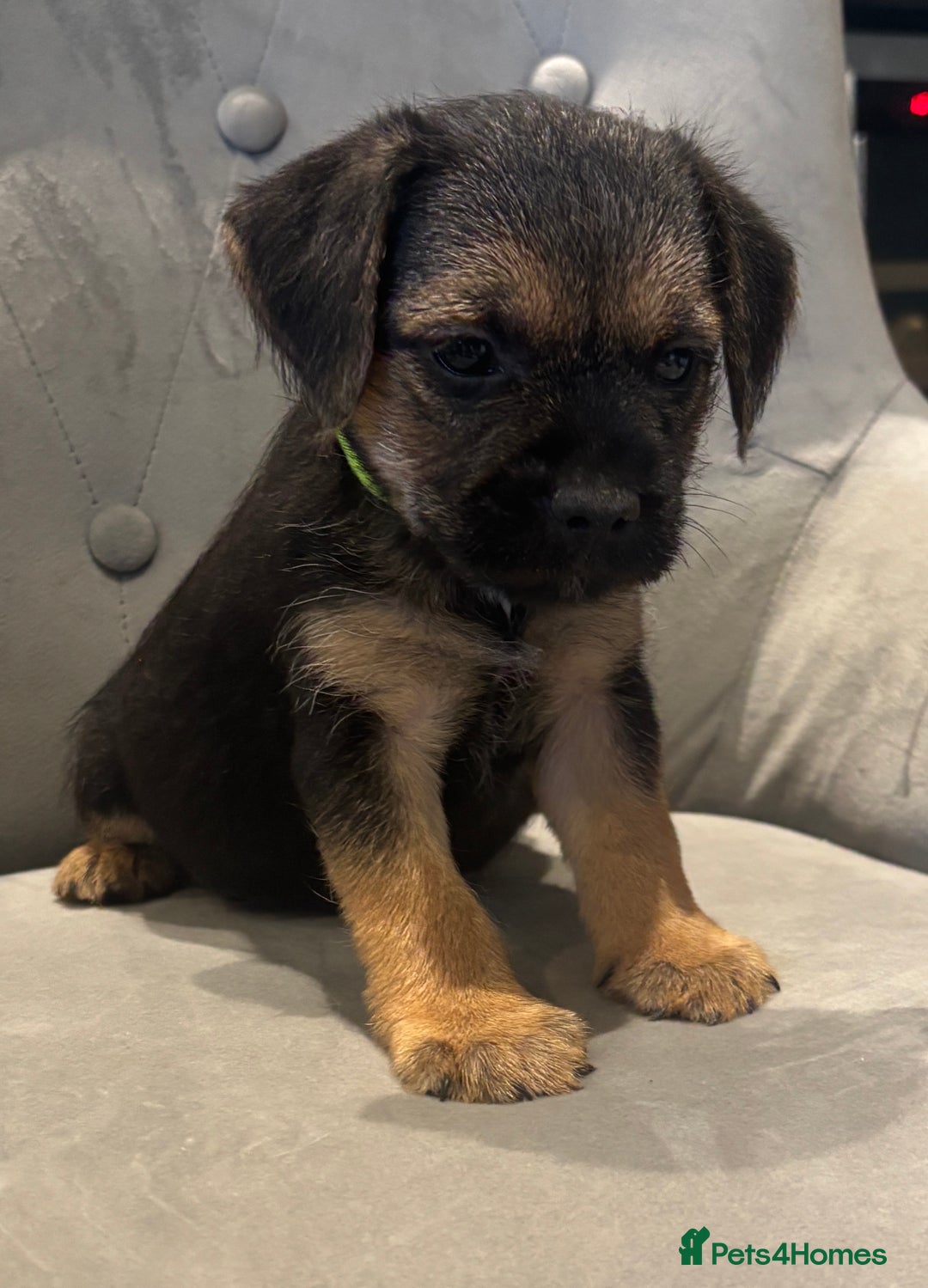Border Terrier dogs for sale: Stunning KC Registered Border Terrier Pups - Image 4
