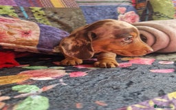 Miniature Dachshund dogs for sale: Miniature Dachshund Pups - Image 7