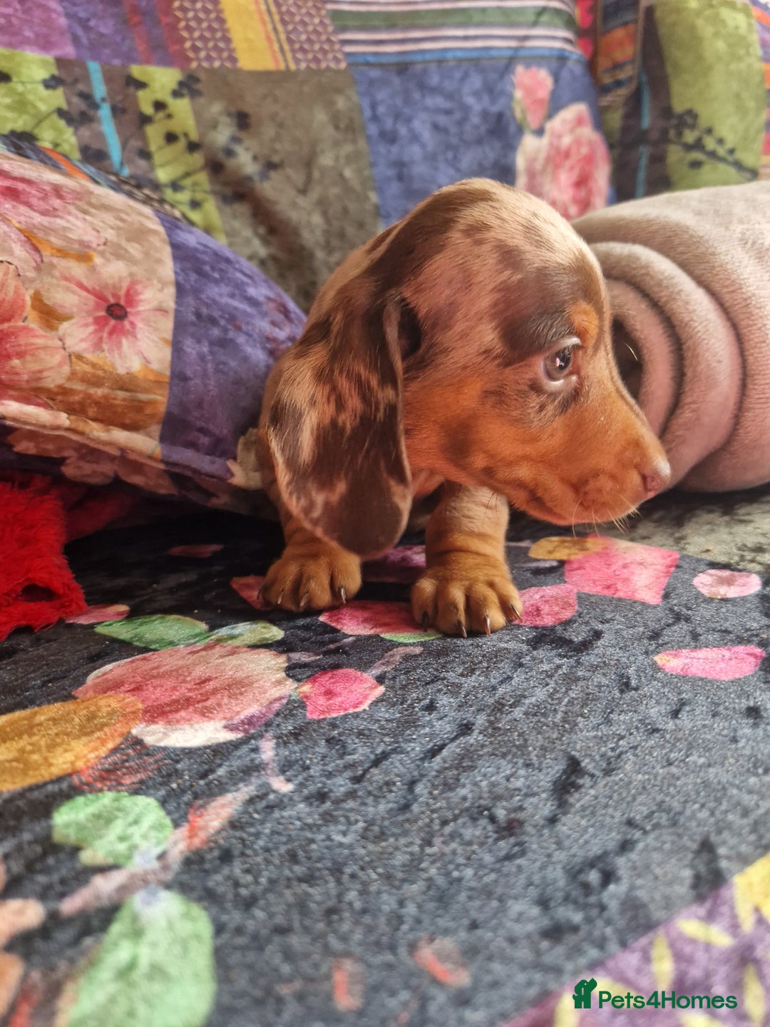 Miniature Dachshund dogs for sale: Miniature Dachshund Pups - Image 7