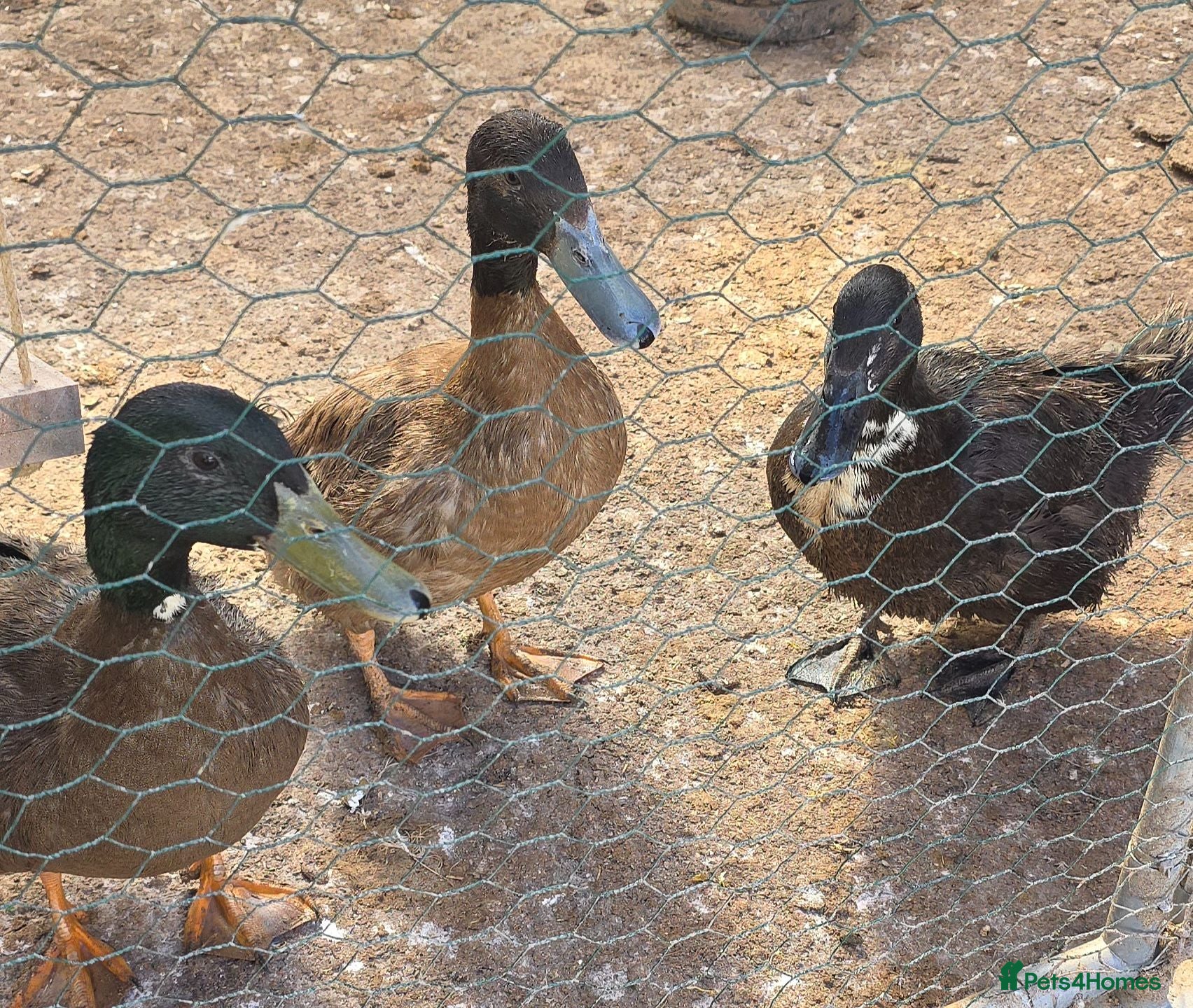 Ducks poultry 1 female 2 male ducks for rehoming - Advert 1