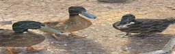 Ducks poultry for sale: 1 female 2 male ducks for rehoming - Advert 1