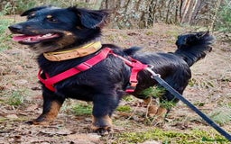 Border Collie dogs for adoption: Dolly: The Dog Who Crawled Out of the Darkness - Image 1