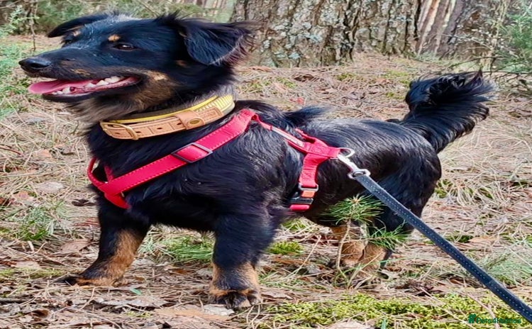 Border Collie dogs - Advert 1