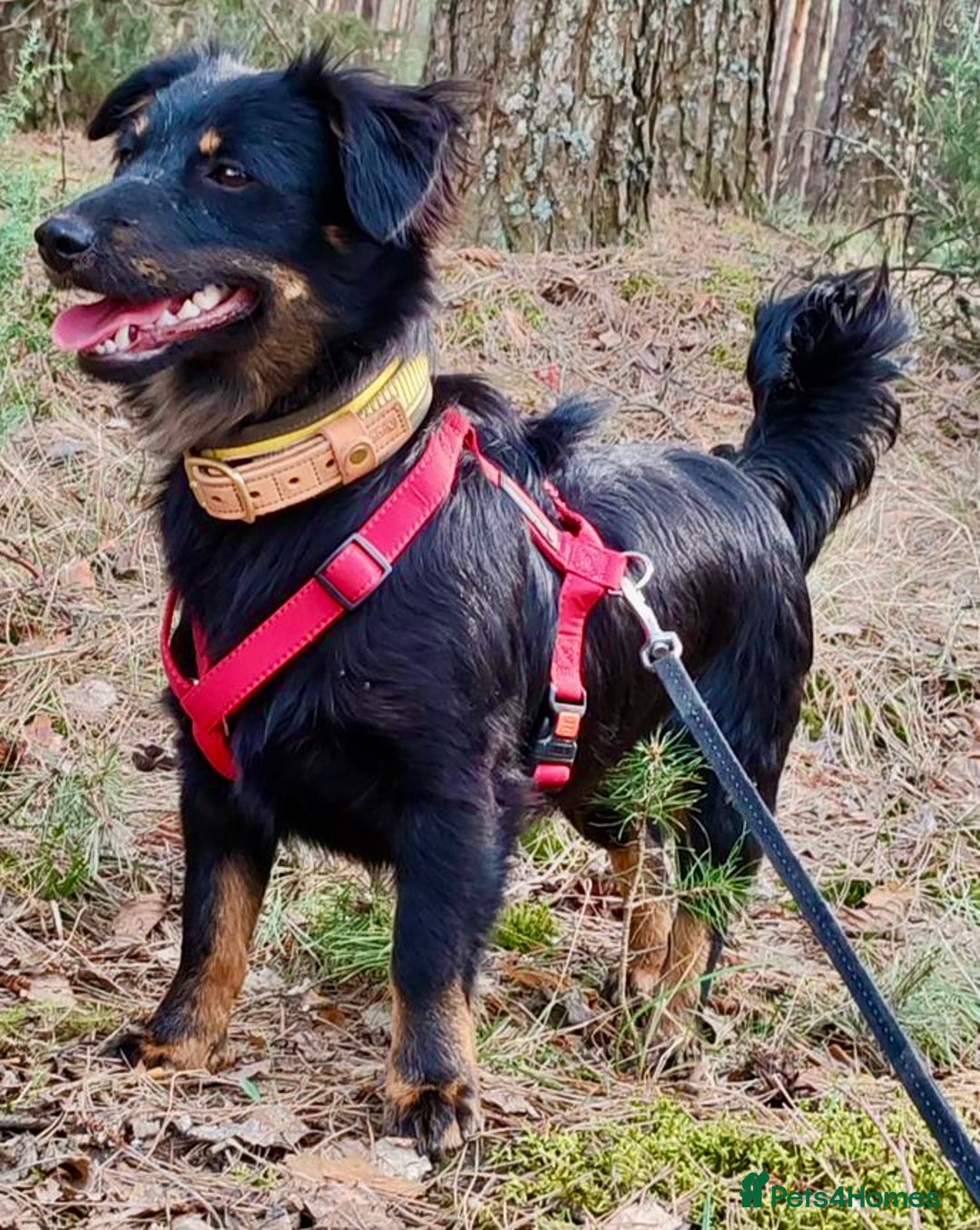 Border Collie dogs for adoption: Dolly: The Dog Who Crawled Out of the Darkness - Image 1