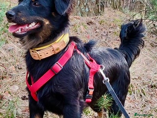 Border Collie dogs - Advert 3