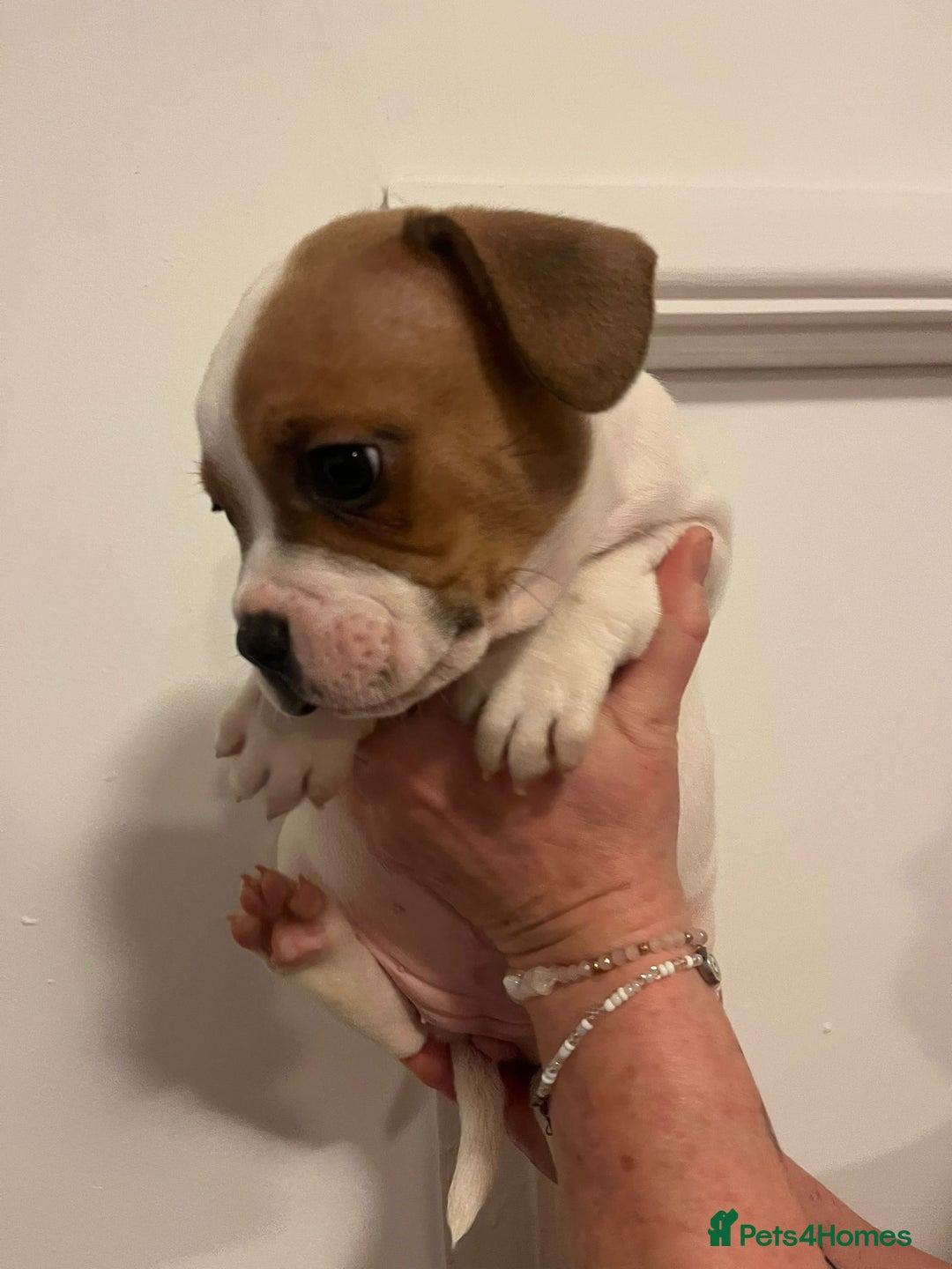 Mixed Breed dogs for sale: Puppies looking for their forever homes  - Advert 13