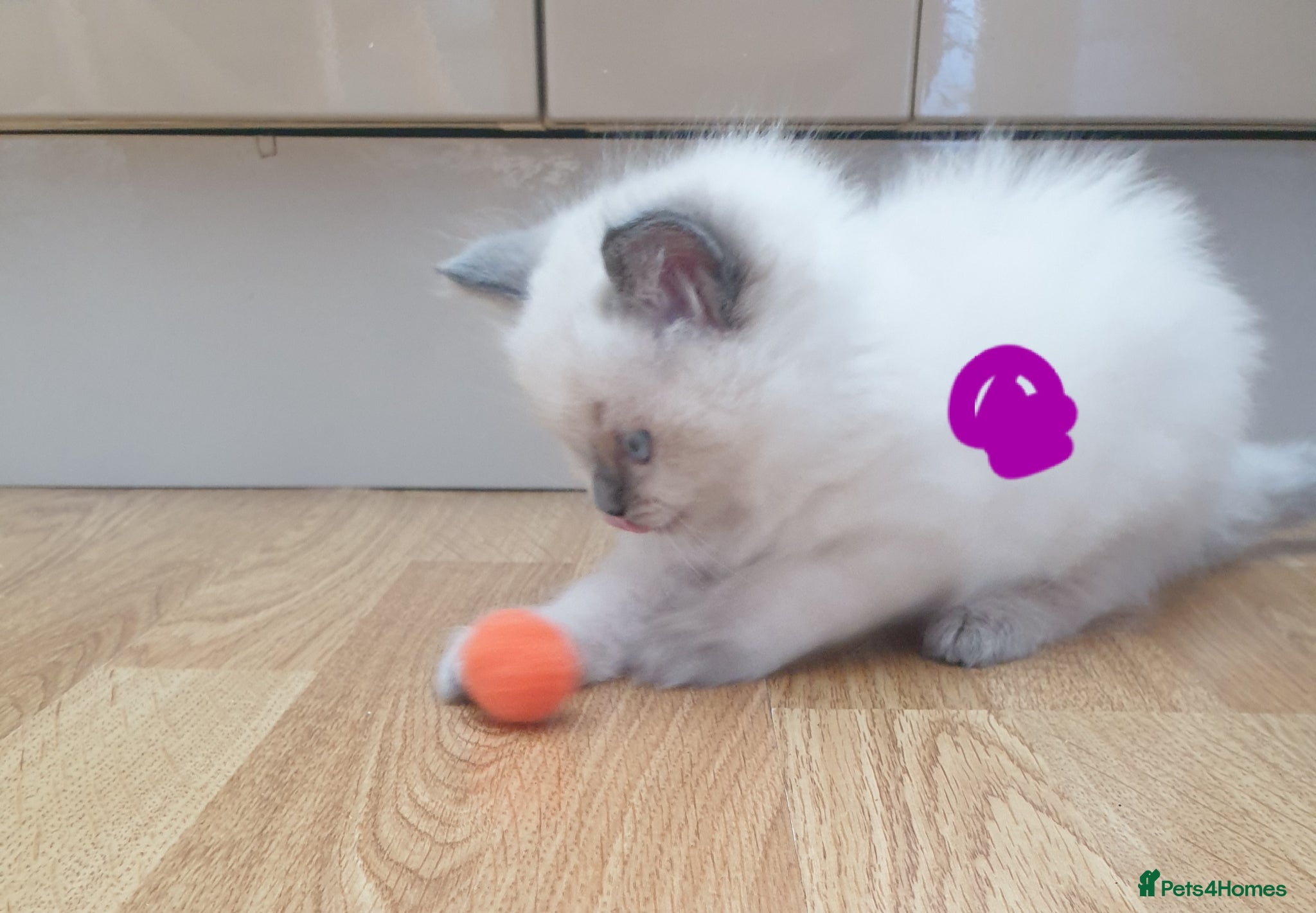 Ragdoll cats for sale: Ragdoll fluffy kittens x 4 chocolate seal point - Advert 11