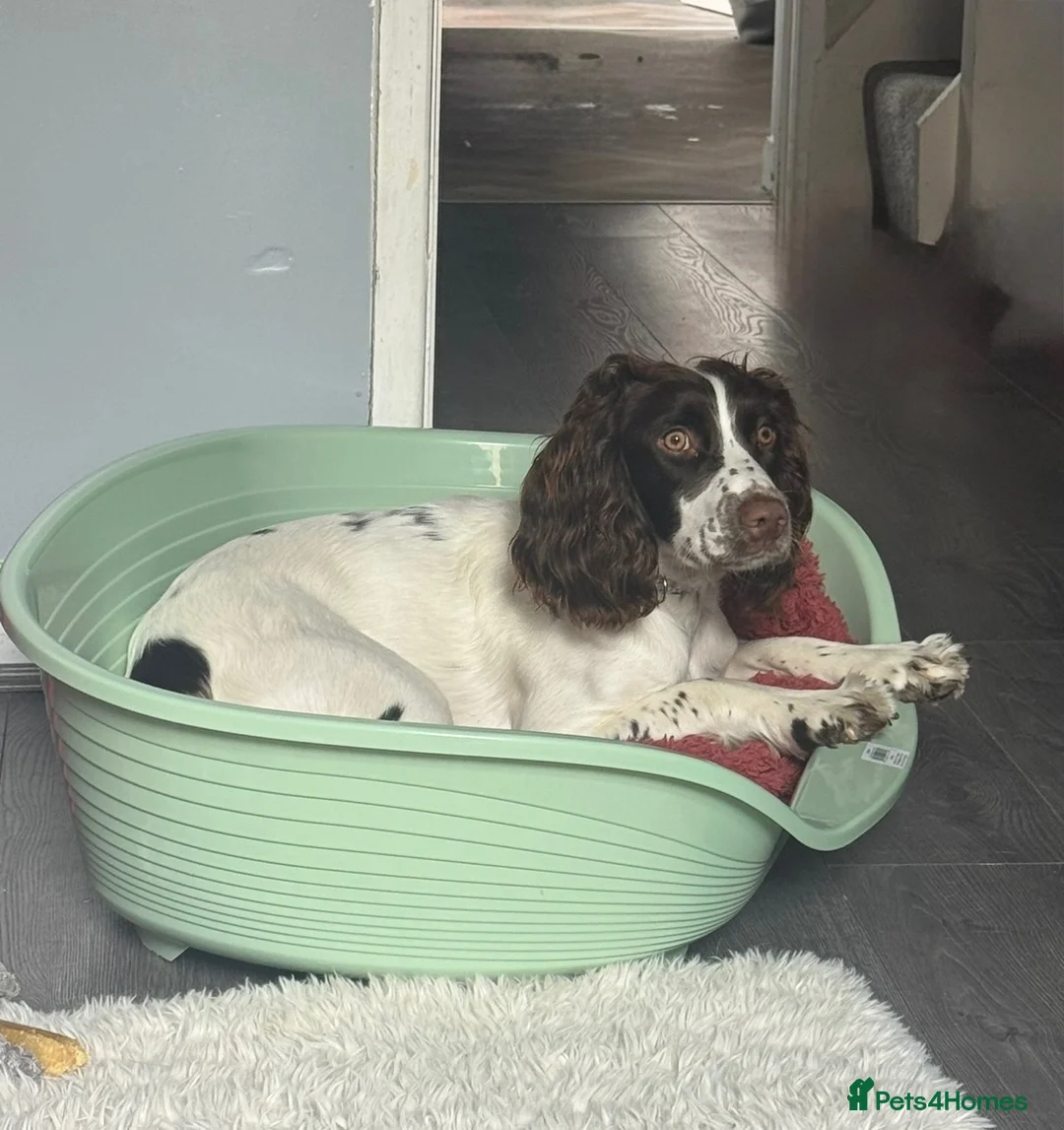 English Springer Spaniel dogs for sale: Female Springer Spaniel - Advert 3