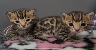 Bengal cats - Advert 2