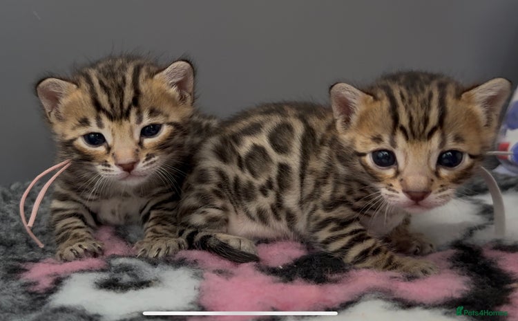 Bengal cats - Advert 14