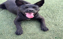 Mixed Breed dogs for adoption: Loving Beatrix looking For LOVE - Image 6