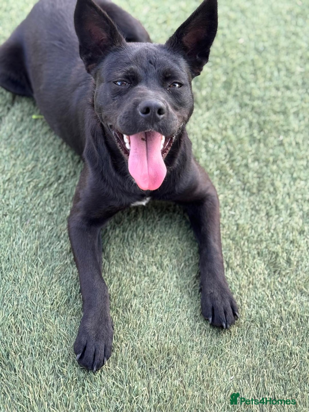 Mixed Breed dogs for adoption: Loving Beatrix looking For LOVE - Image 6