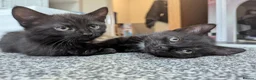 Mixed Breed cats for sale: 2 male kittens in Holywell - Advert 5
