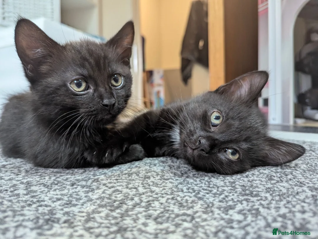 Mixed Breed cats for sale: 2 male kittens in Holywell - Advert 5