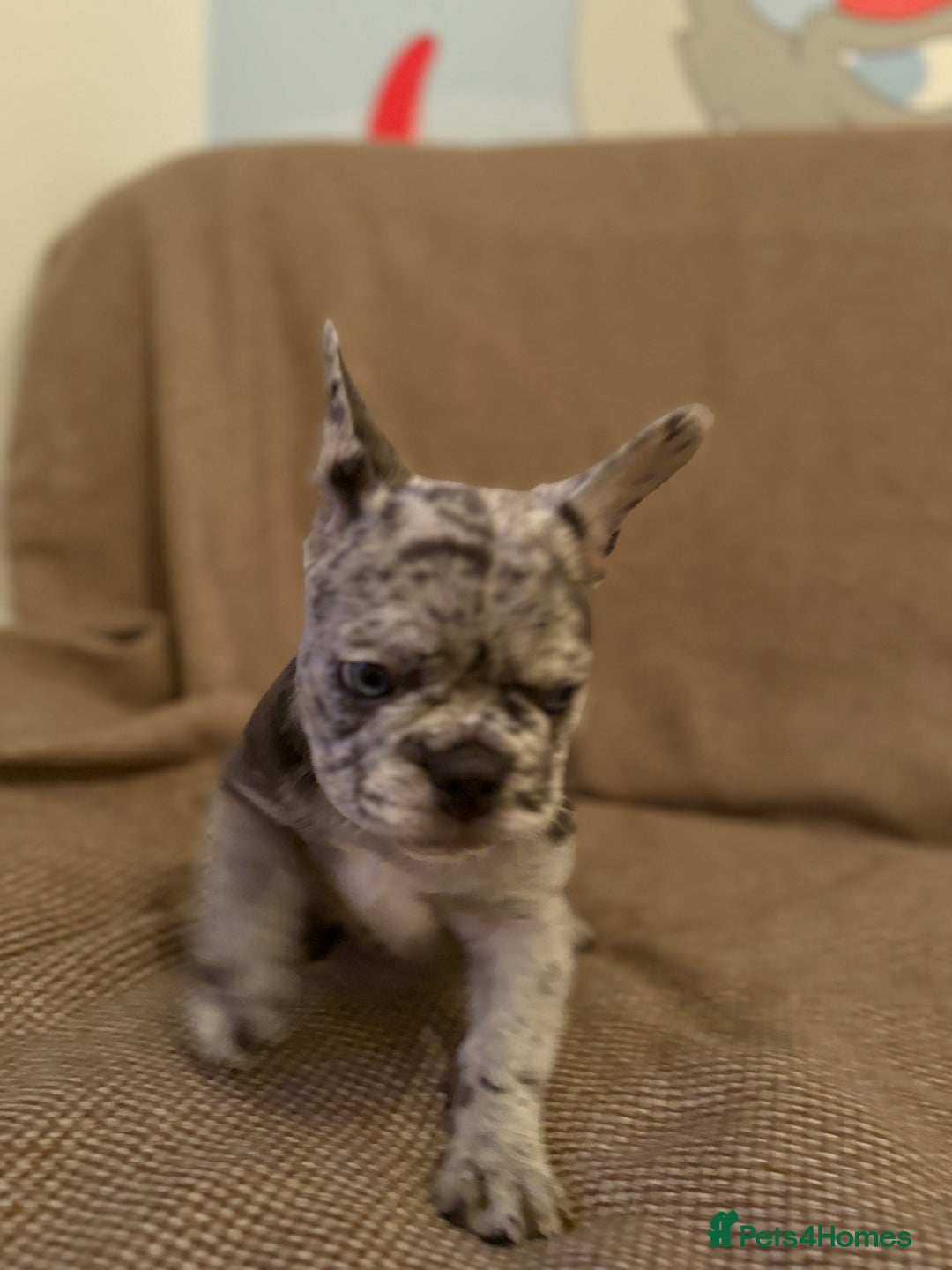 French Bulldog dogs for sale: Beautiful Blue-Eyed French-Bulldog Puppies  - Advert 7