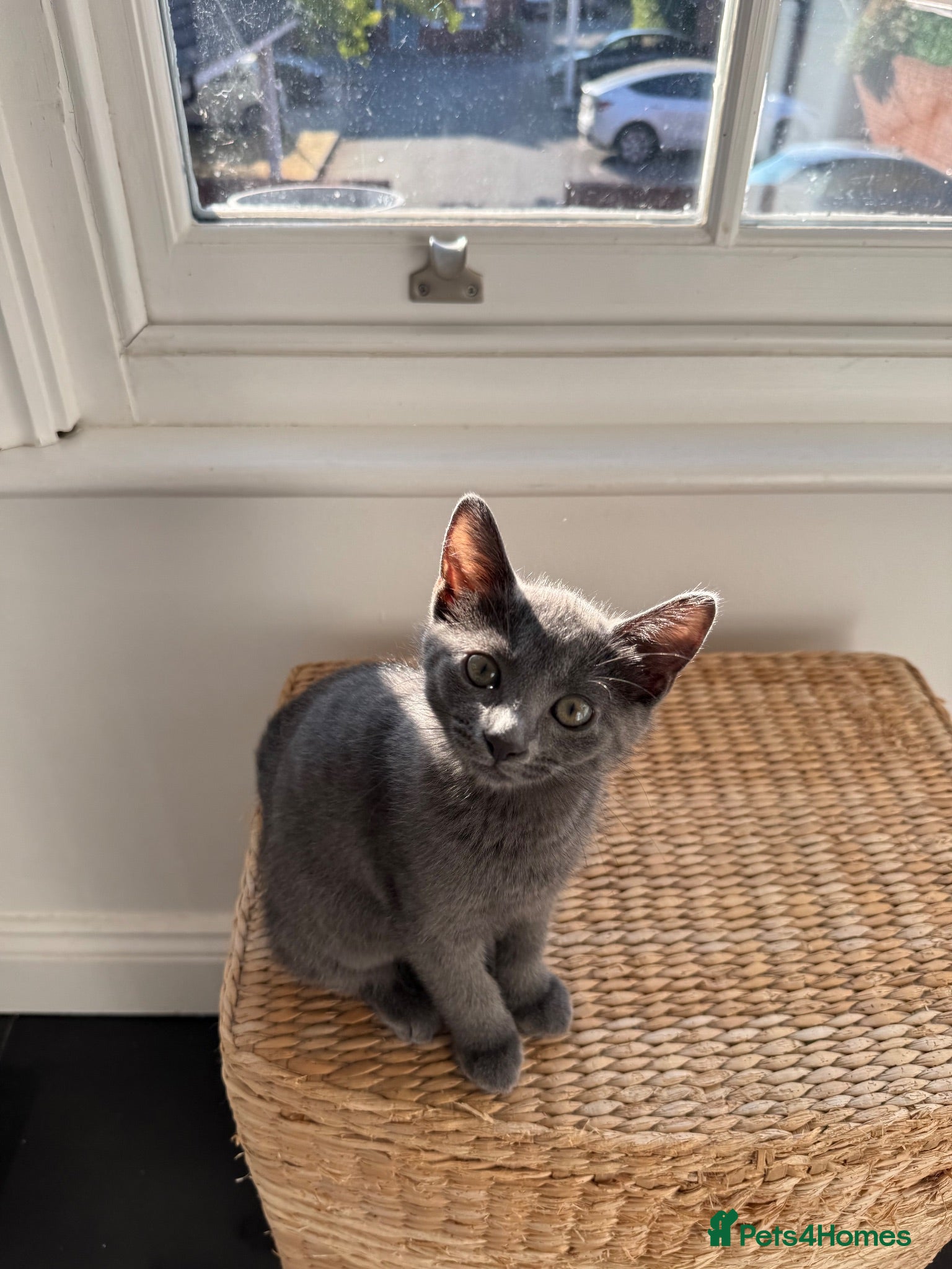 Russian Blue cats 1 Girl Russian Blue Kitten | Ready now - Advert 13