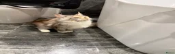 Maine Coon cats for sale: Pregnant female and male tica active/health tested - Advert 4
