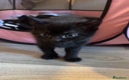 Bengal cats for sale: Beautiful kittens💕 - Advert 7