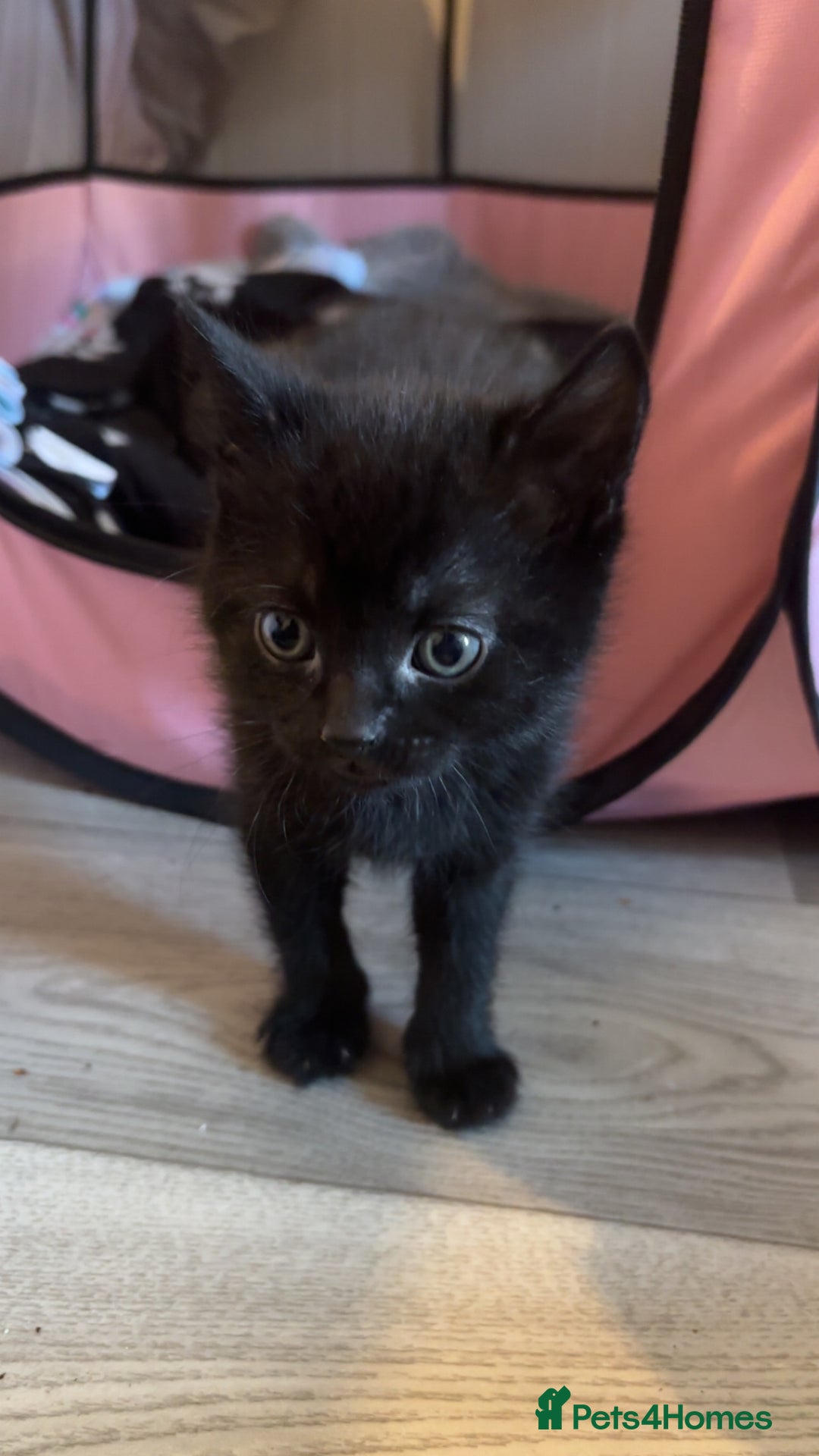 Bengal cats for sale: Beautiful kittens💕 - Advert 7