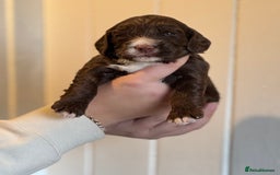 Mixed Breed dogs for sale: Labradoodle X Cocker Spaniel - Image 8
