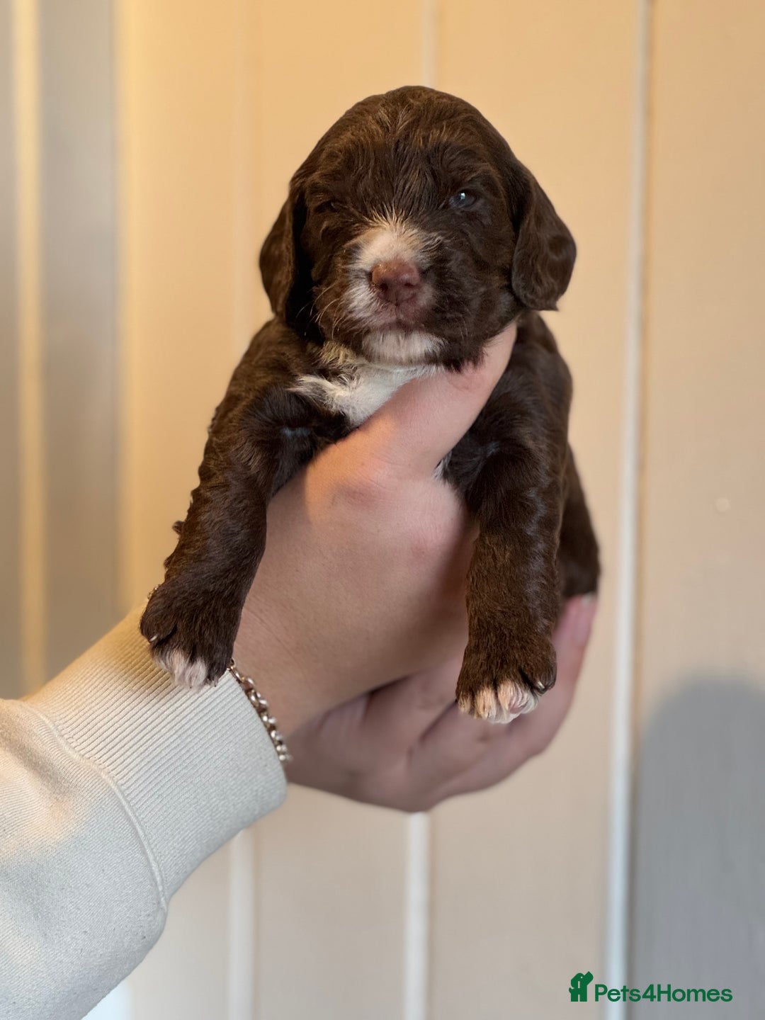 Mixed Breed dogs for sale: Labradoodle X Cocker Spaniel - Image 8