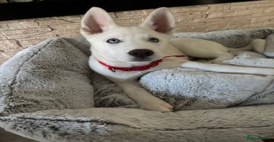 Siberian Husky dogs - Advert 13