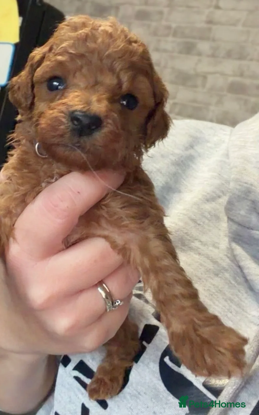 Toy Poodle dogs for sale: Toypoodle💙champion bloodline,kc,dna clear parent  - Advert 16