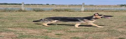 German Shepherd dogs for stud: Straight back stunning B&T Stud - Advert 22