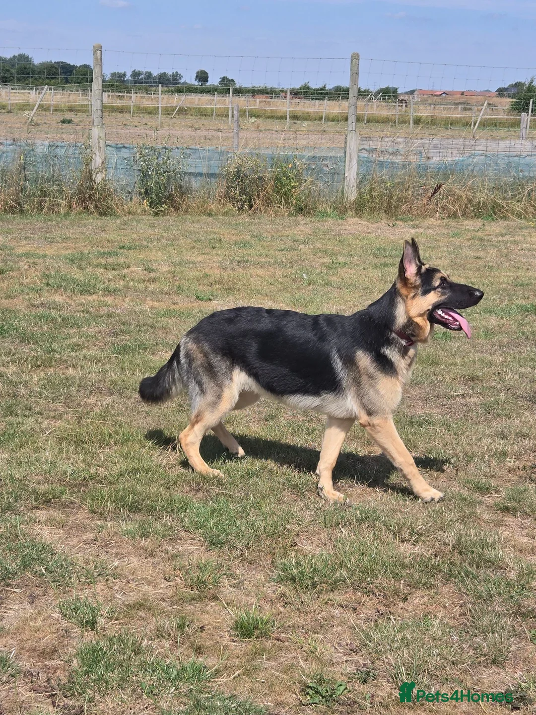 German Shepherd dogs for stud: Straight back stunning B&T Stud - Advert 22