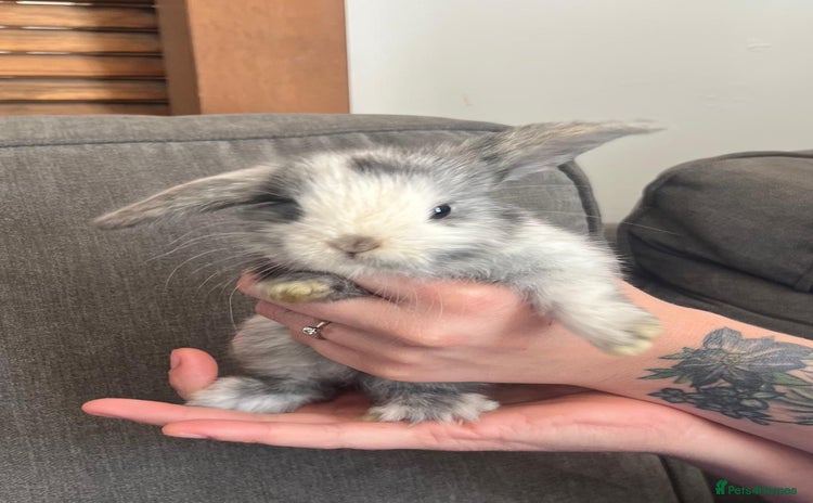 Mini Lop rabbits - Advert 8