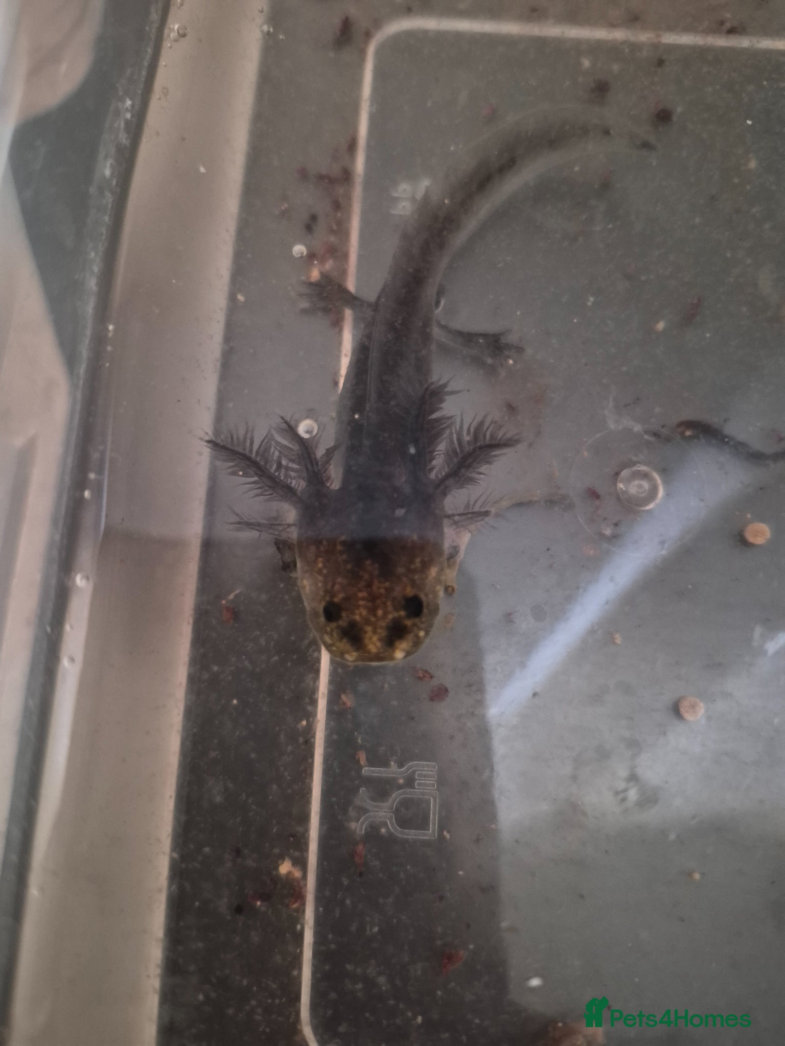 Other/Mixed Breed fish Axolotl babies for sale  - Advert 2