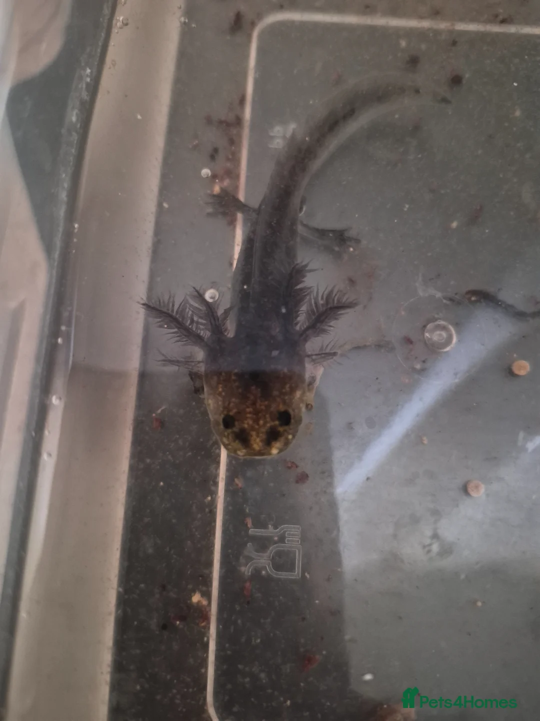 Other/Mixed Breed fish for sale: Axolotl babies for sale  in Cardiff - Advert 1