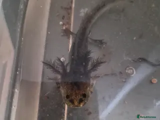 Other/Mixed Breed fish Axolotl babies for sale - Advert 1