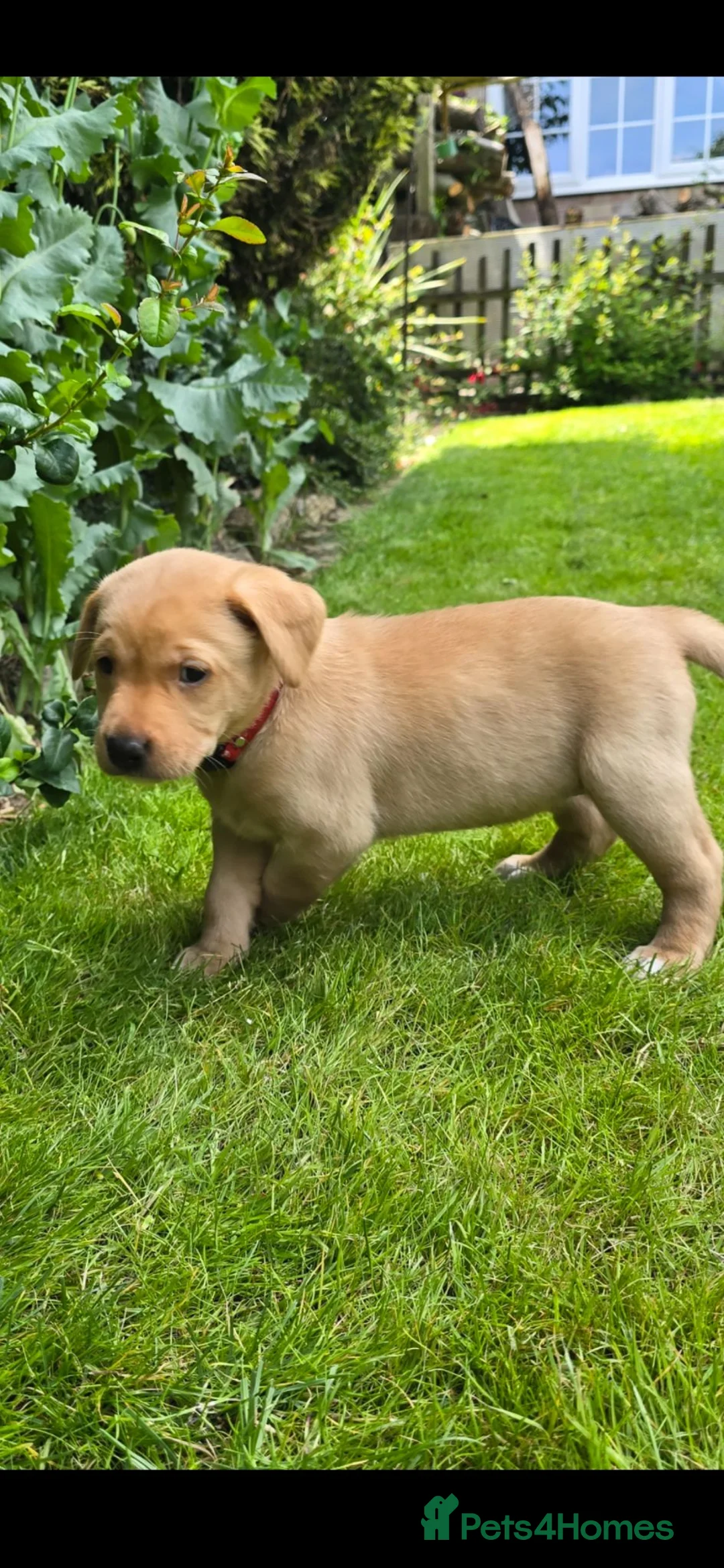 Labrador Retriever dogs for sale: Lovely Chunky Fox Red Labs - Advert 2