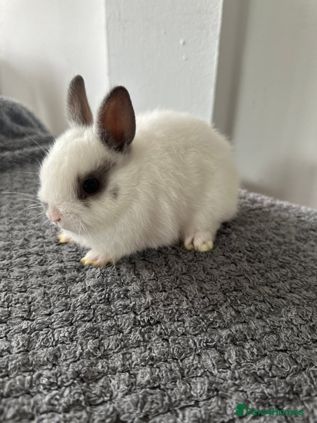 Netherland Dwarf rabbits for sale: Gorgeous Netherlands dwarf baby bunnies - Image 6
